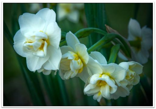 20080422200231 springflowers