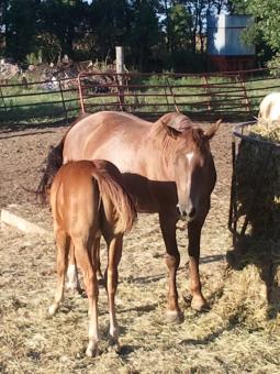 2012 08 21 Flicka II   This mare reminds me a little of the first baby I raised ( more than a couple years ago) in the '70's!  Only she just had 3 white hairs above her left eye ...