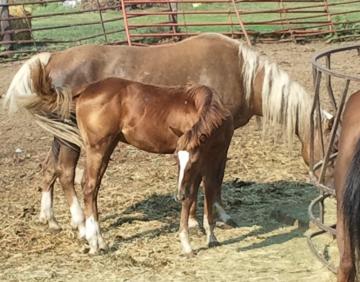 2012 08 27 Deep Palo  Gosh but I love the deep coloring of this mare with that white mane and tail!  Of course I'd want her baby too if I could!  Did I mention horses have been and always will be my first love?