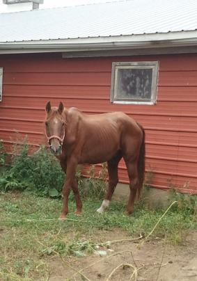 2012 09 03 Sully ...  Officially mine about 10 days now.  Can hardly wait til he gets back in shape ...  Glad he's eating good.  A shame people let their horses go hungry so long ...   He's in better shape than many I've seen in the past 2-3 years.