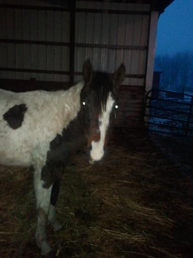 2013 01 11 17 23 36 choc paint
This filly is still pretty wary of people.