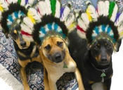 3dogs avi with feathers