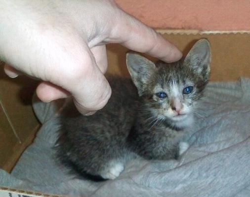 5/14/10 - This was taken the day i brought baby Bubbles home. He is 2 weeks old here.
