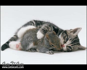 a kitty hugging a squirrel