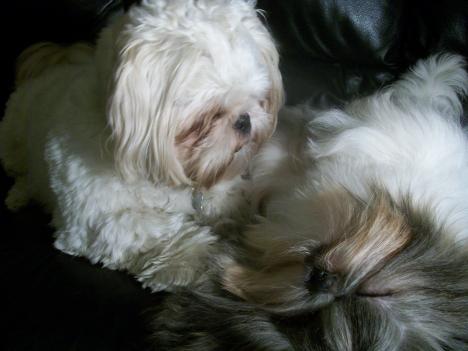 Alf and Ty 2