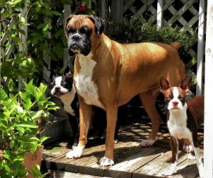 All 3 furkids