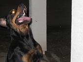 All grown up chasing a laser pointer