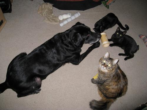 allpets