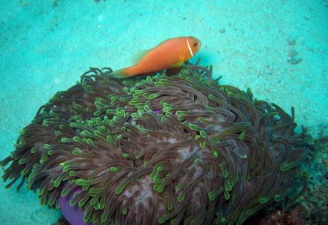 anenome fish