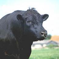 angus1