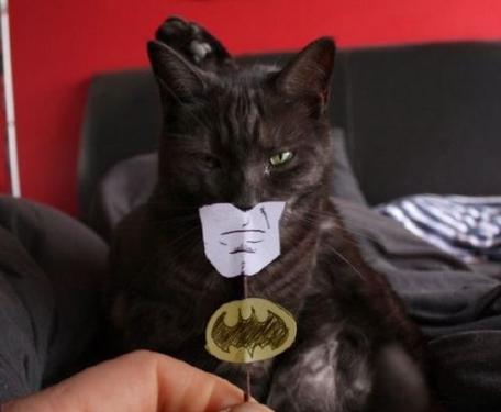 animation batman cat crazy cute Favim.com 75857
