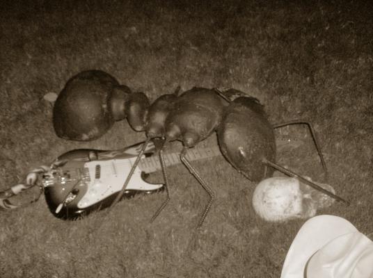 ants02