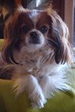 April  - just watching me ...  clean the house!