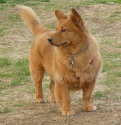 At the dog park:  What's going on over there?