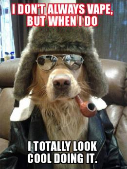 Aviator Dog