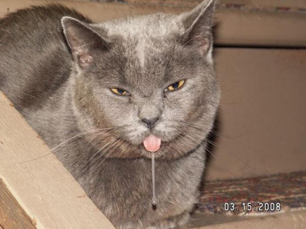 Awe... He Drools!