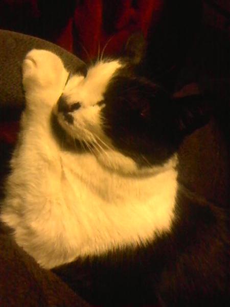 aww cuddles
