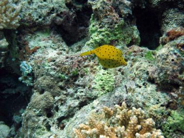 baby box fish