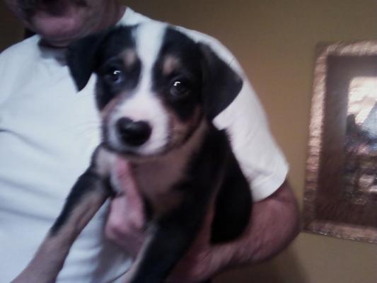 Baby dog :) He was so cute and tiny. Still cute, not so tiny now....