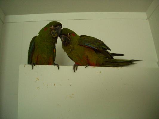 Baby Red Fronts
