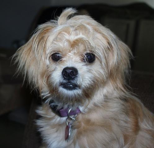 BadHairDay