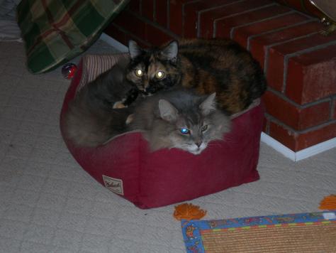 Bastet (torti) snuggled with Murphy. She LOVED Murph so much. Both of them were big cats (Murph 20# and Bastet 18#) and that cat bed is barely big enough for one of them.
RIP sweet torti-bug 2-15-08
RIP Murph man 1-15-11