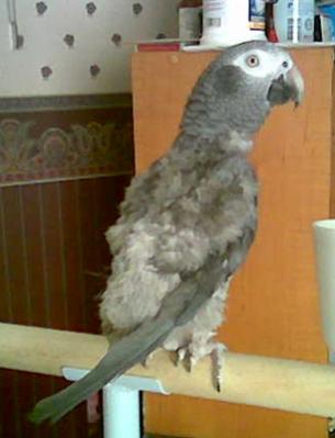 Beach Baby, my African Grey. We got her with no feathers and eyes barly opened. Hand fed her for almost a year. LOL! Her feathers never came in right. A vet told us she was badly inbred. She mimics phones, outside birds, and well a lot. She also talks.