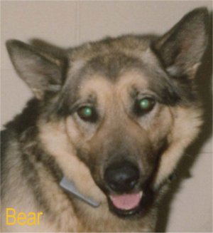 bear