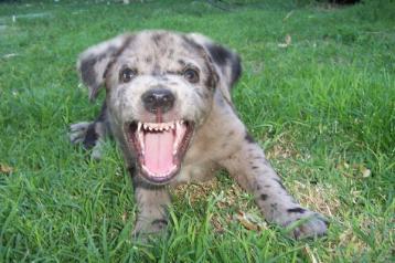Beau - about 6 weeks old. RAWR!