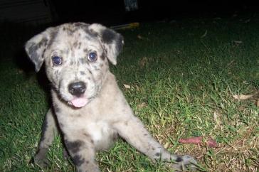 Beau - again about 6 weeks.