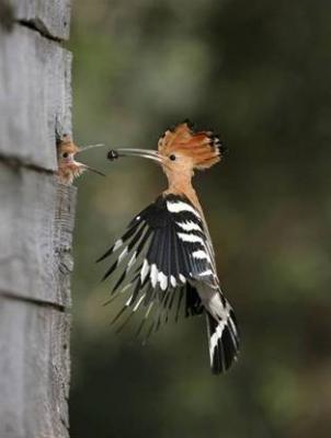 Beautiful bird