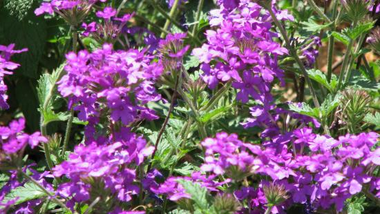 beautiful Verbena!