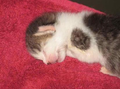 Beeker as a baby on his red blanky... i was scared to even touch him when he was this small.
