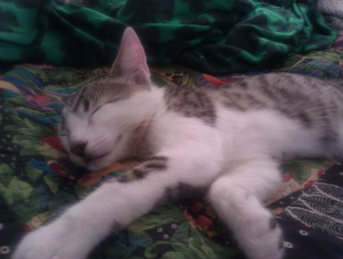 Beeker Snoozing it up