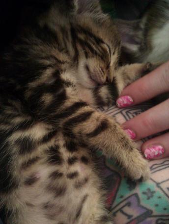 Beeker's brother we rescued, we went to a friends home after he was eating on his own.