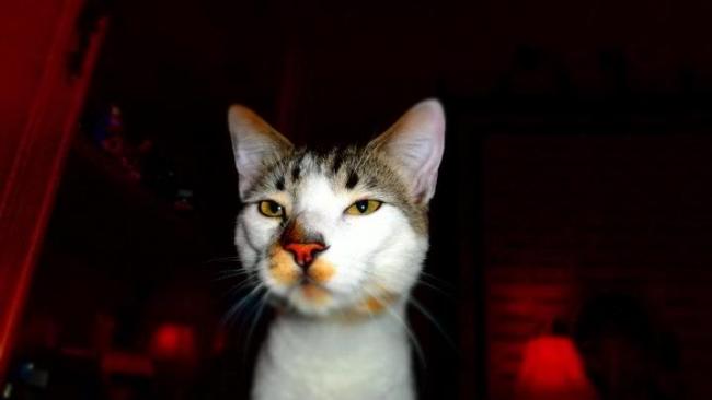 Beeker's got some cheeto powder on his nose.  He love his cheetos