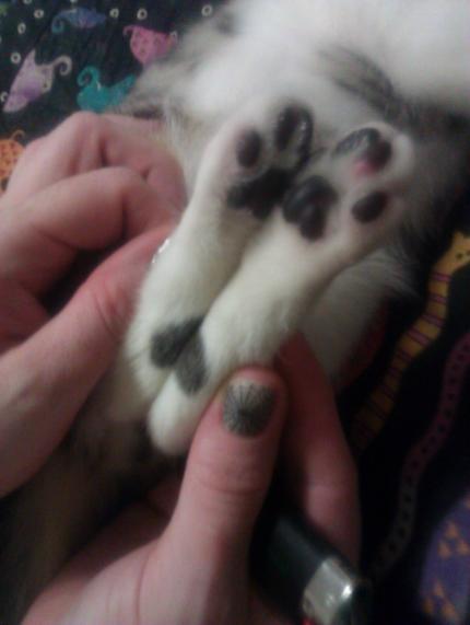 beeker's heart spot on his feet