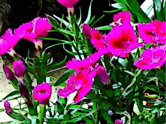 BeFunky Cartoonizer 1flower
