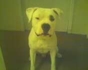 Best dog i've ever had.