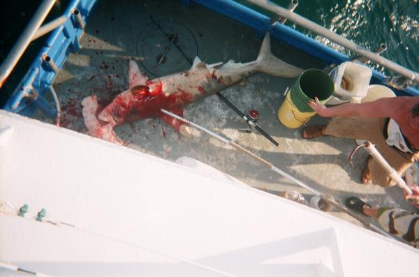 Big Hammerhead shark we caught.