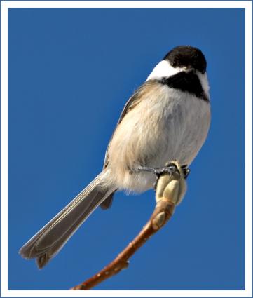 bird 1 for matte