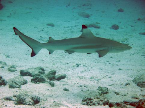 black tipped reef shark - HUGE, not really about 2ft long