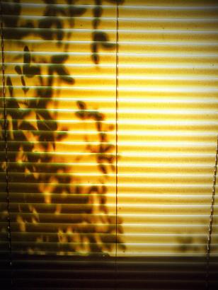 blinds1