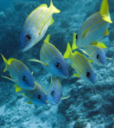 blue striped snappers