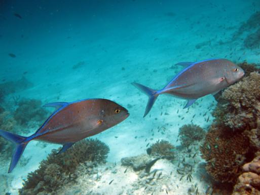 bluefin trevally