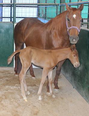 Bonnie Colt 2