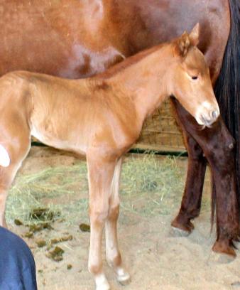 Bonnie Colt 5