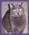 Boo Boo S. Kitty