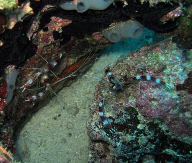 boxer shrimp