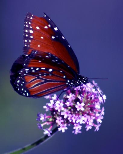 BrokenWing